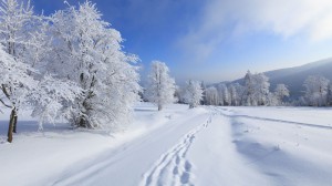 Winter_Traces_on_fresh_snow_071483_
