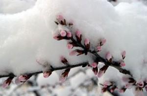 signs-of-spring-17